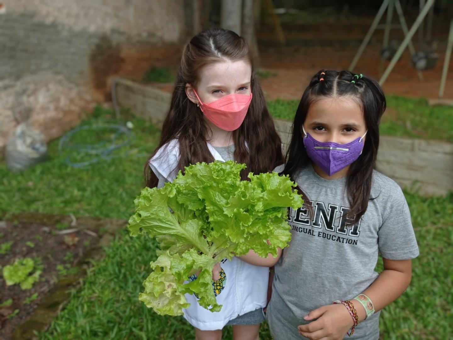 Monitores Ecológicos realizam colheita de alfaces na Unidade Pindorama