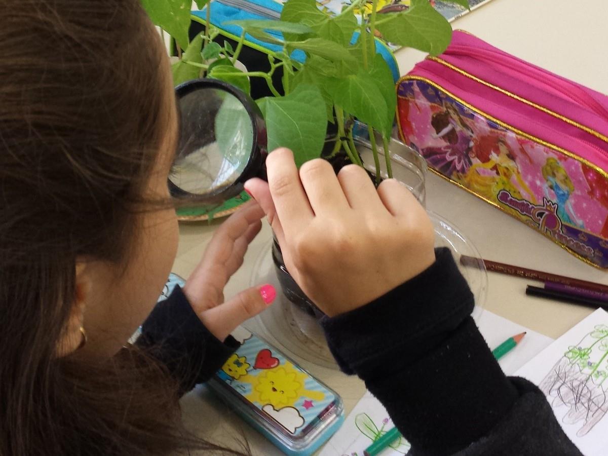 Estudo das plantas – o primeiro pé de feijão